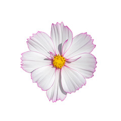 Cosmos flower blossom white isolated on white background. Fresh natural blooming cosmos flower top...