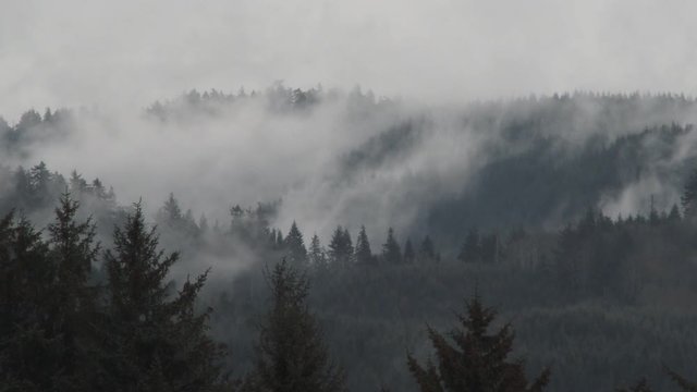 Smoke Fog And Rain Pass Through Forest Hills Real Time