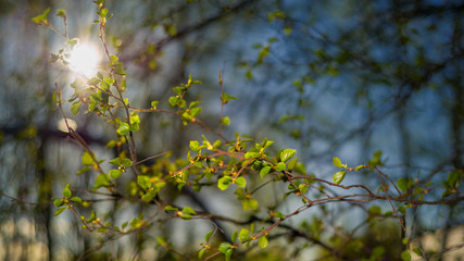 Spring flowering