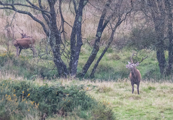 The zeal of the deer is worth admiring!