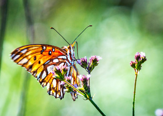 Gulf Fritillary on purple wild flowers along the nature trail in Pearland!
