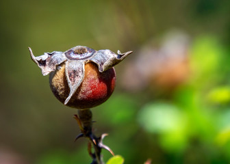 The remains of a wild rose along the nature trail!