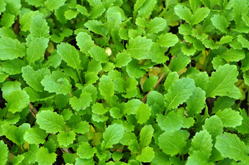 Mustard sprouts grown for organic fertilizer