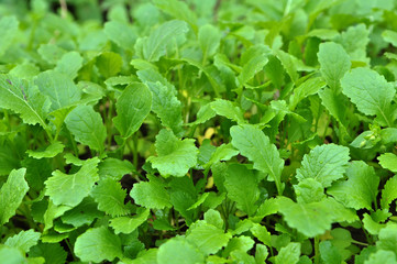 Mustard sprouts grown for organic fertilizer
