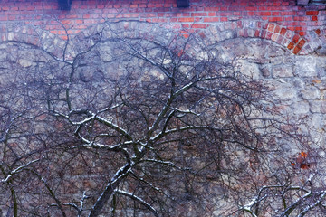 Bared tree in the snow on the background of a stone wall. Branches strewn with snow
