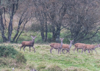 The zeal of the deer is worth admiring!