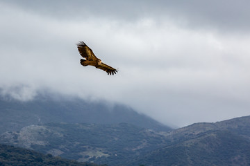 Fototapeta na wymiar Griffon Vulture soars above Ronda Spain