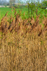 Waterreeds growing along water of castle Middachten in The Netherlands