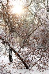 tree branches close-up on the sun small yellow leaves. branches in ice