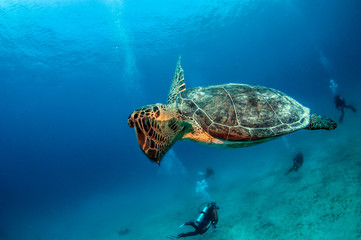 Obraz premium Turtle at Kas, Turkey