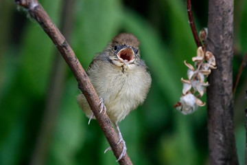 Eurasian blackcap Sylvia atricapilla juvenile portrait sitting on branch of bush. Cute baby forest songbird in wildlife