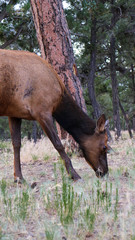 Elk in the forest Grand Canyon