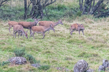 The zeal of the deer is worth admiring!