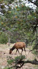 Naklejka na ściany i meble Elk in the forest Grand Canyon 
