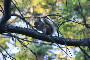 squirrel framed by branches