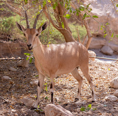 Ibex feeding on greens