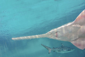 sawfish is now considered a critically endangered species - obrazy, fototapety, plakaty