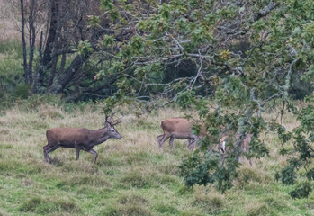 The zeal of the deer is worth admiring!
