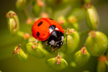 Ladybug on the unripe seeds of the parsnip