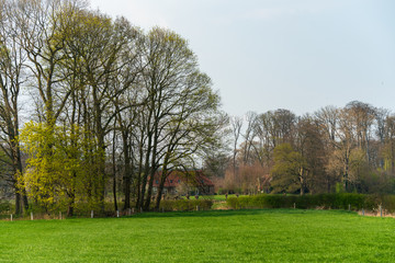 Fototapeta na wymiar Trees growing in Hof te Dieren (The Netherlands)