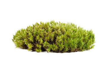 Fresh green sphagnum moss. Round shape, natural, isolated on white