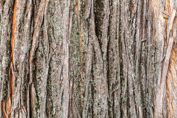 Tree Bark Texture Close Up