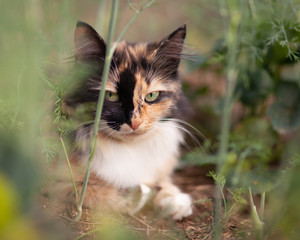 A domestic tricolor cat, looking straight at the camera, lay down on the grass, a portrait in the garden, on a summer day. cute and beautiful Pets, kitten. Blur