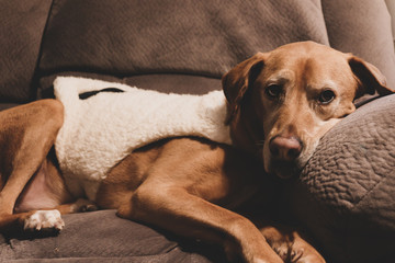 A golden Labrador Retriever mix dog is laying on a gray sofa while wearing a soft, fuzzy, fleece sweater.