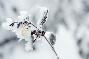 snow-covered frozen berries, snowflakes on berries