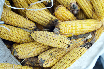 corn cob in a bag close-up