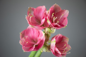 Close-up photo of a Amaryllis flower. Flower delivery