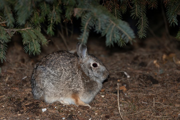 Wild rabbit in park,night scne