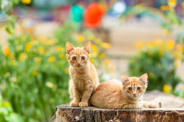 Wild ginger kittens are resting in a tree garden
