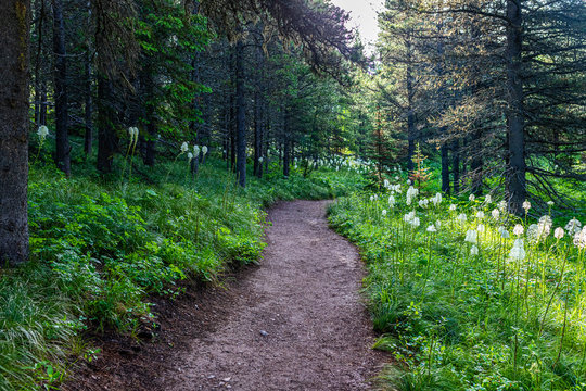 Beargrass Glacier National Park