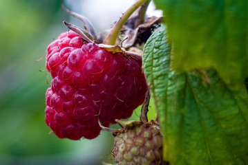 beautiful ripe raspberry berry on the bush