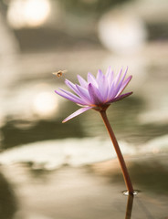 Arty picture of a bee flying to a beautiful purple petals water lily in full bloom with blurry bokeh background, retro film look