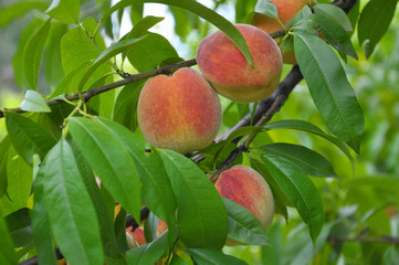 On the tree branch ripe peach fruits
