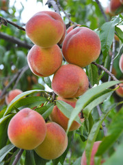 On the tree branch ripe peach fruits