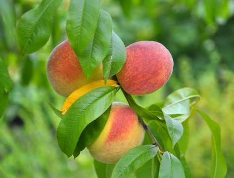 On the tree branch ripe peach fruits