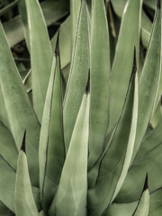 graphic macro picture of perennials, beautiful spiky green leaf and bokeh blurry background