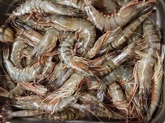 Fresh sea prawns in metal trays brought to the seafood market