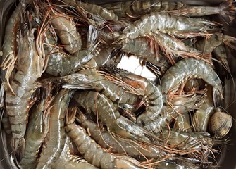 Fresh sea prawns in metal trays brought to the seafood market