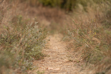 Autumn wild forest. Well-trodden path, fallen yellow leaves and yellowed grass