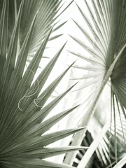 Fototapeten Künstlerisches Nahaufnahmebild von Palmblättern, abstraktem Muster, Naturhintergrund, getöntem Retro-Poster © Naglagla