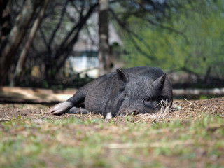 Big happy pig lying in the grass