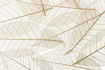 Fototapeta na wymiar Background from skeletonized leaves isolated on white