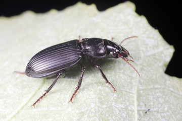 Coleoptera Carabidae Insects in Nature