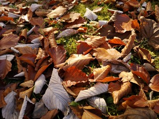 Atumun leaves