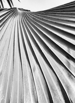 Arty black and white closeup picture of palm leaves, abstract pattern, nature background