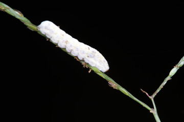 Naklejka premium white silkworm in the wild